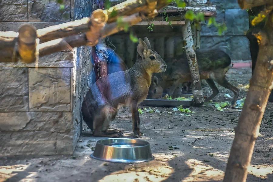 Фото Вызывайте Айболита: животные Новосибирского зоопарка изнемогают от аномальной жары 13
